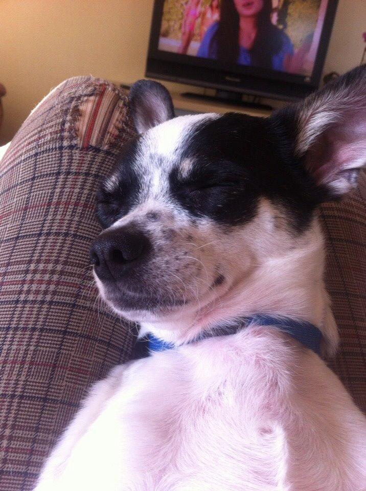 Chihuahua Sputnik billede 11