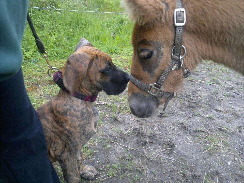 Grand danois Mini billede 24