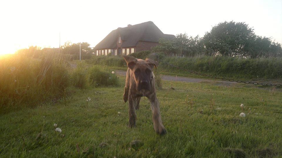 Grand danois Mini billede 25