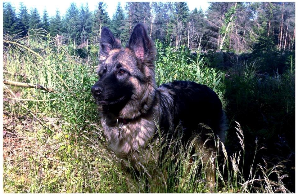 Schæferhund Bella billede 27