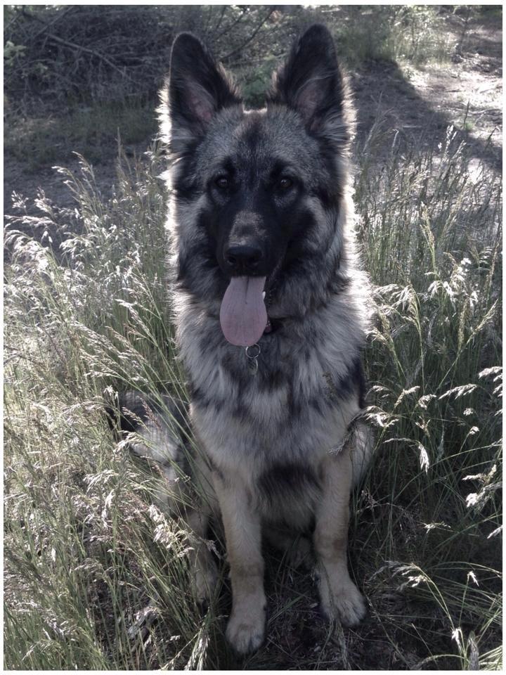 Schæferhund Bella billede 28