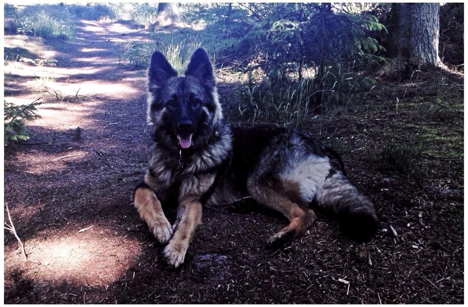 Schæferhund Bella billede 29