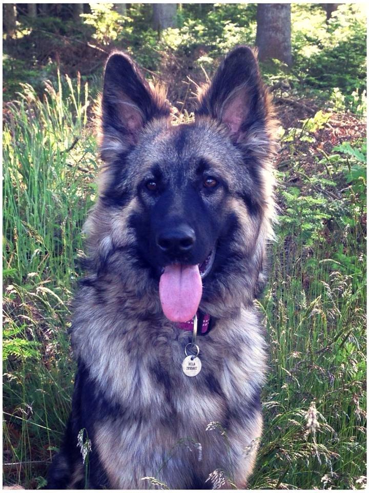Schæferhund Bella billede 1