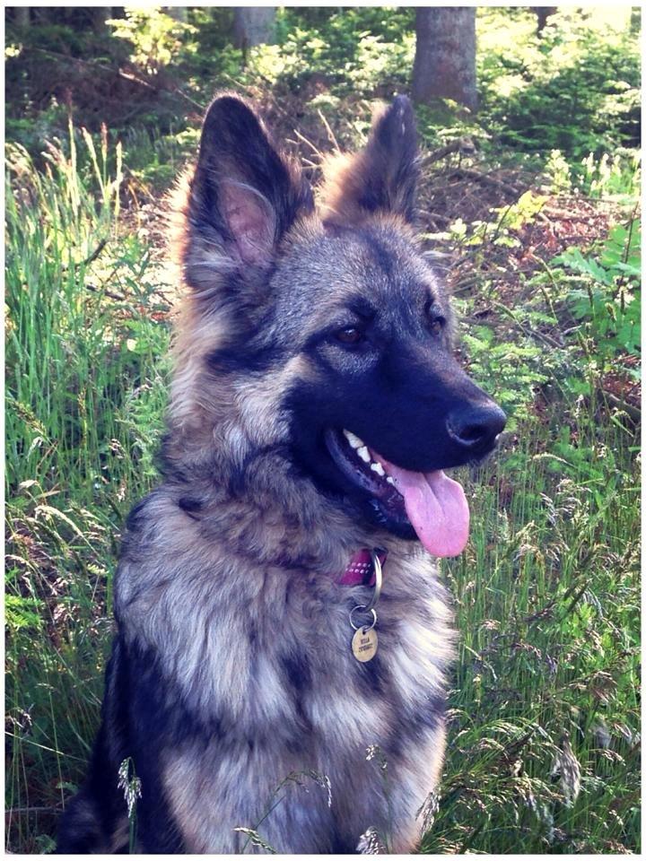 Schæferhund Bella billede 30