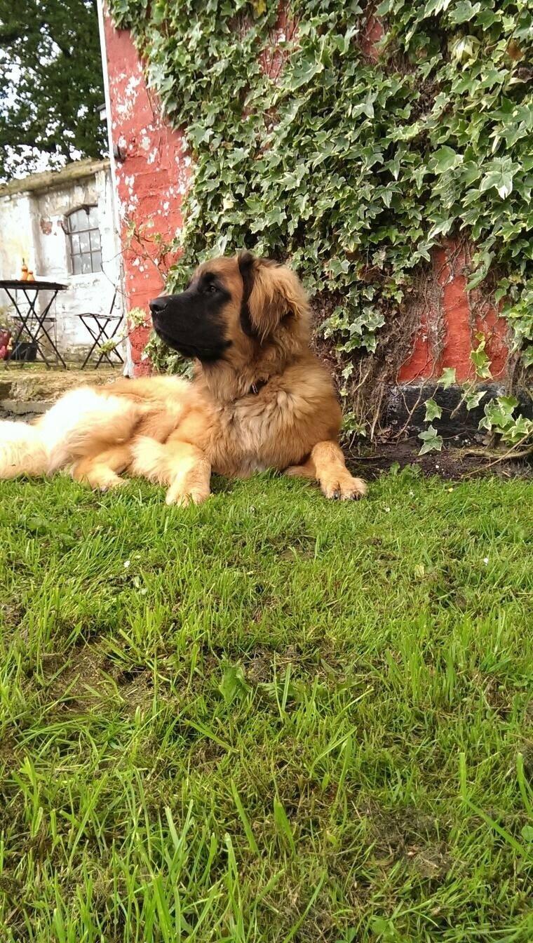 Leonberger Diego billede 12