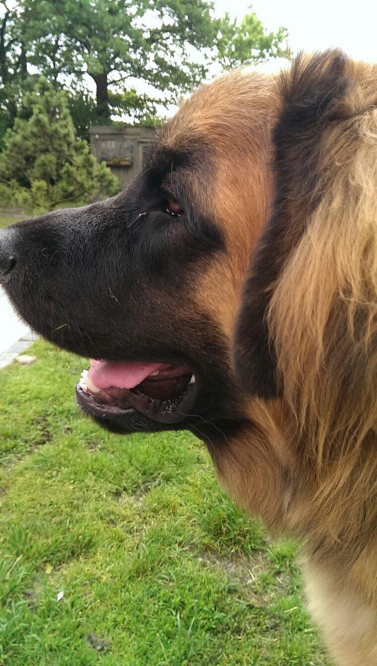 Leonberger Diego billede 13