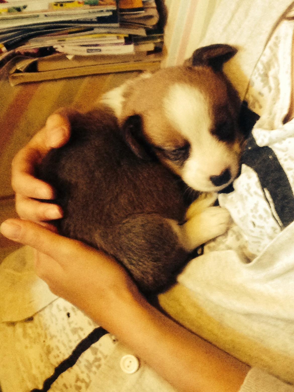 Welsh corgi cardigan Martin billede 1