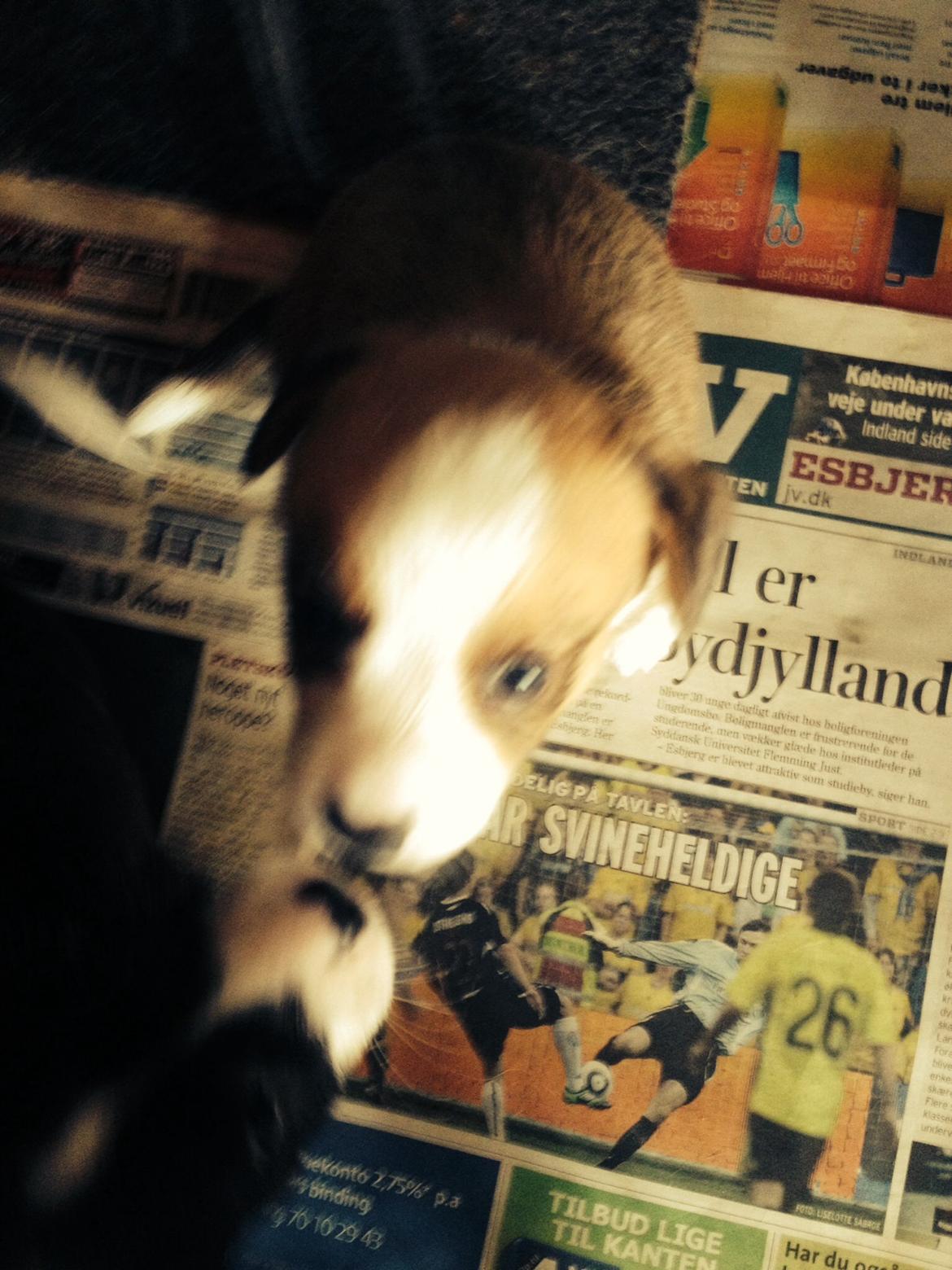 Welsh corgi cardigan Martin billede 2