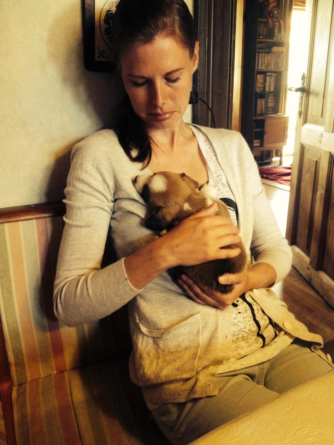 Welsh corgi cardigan Martin billede 3