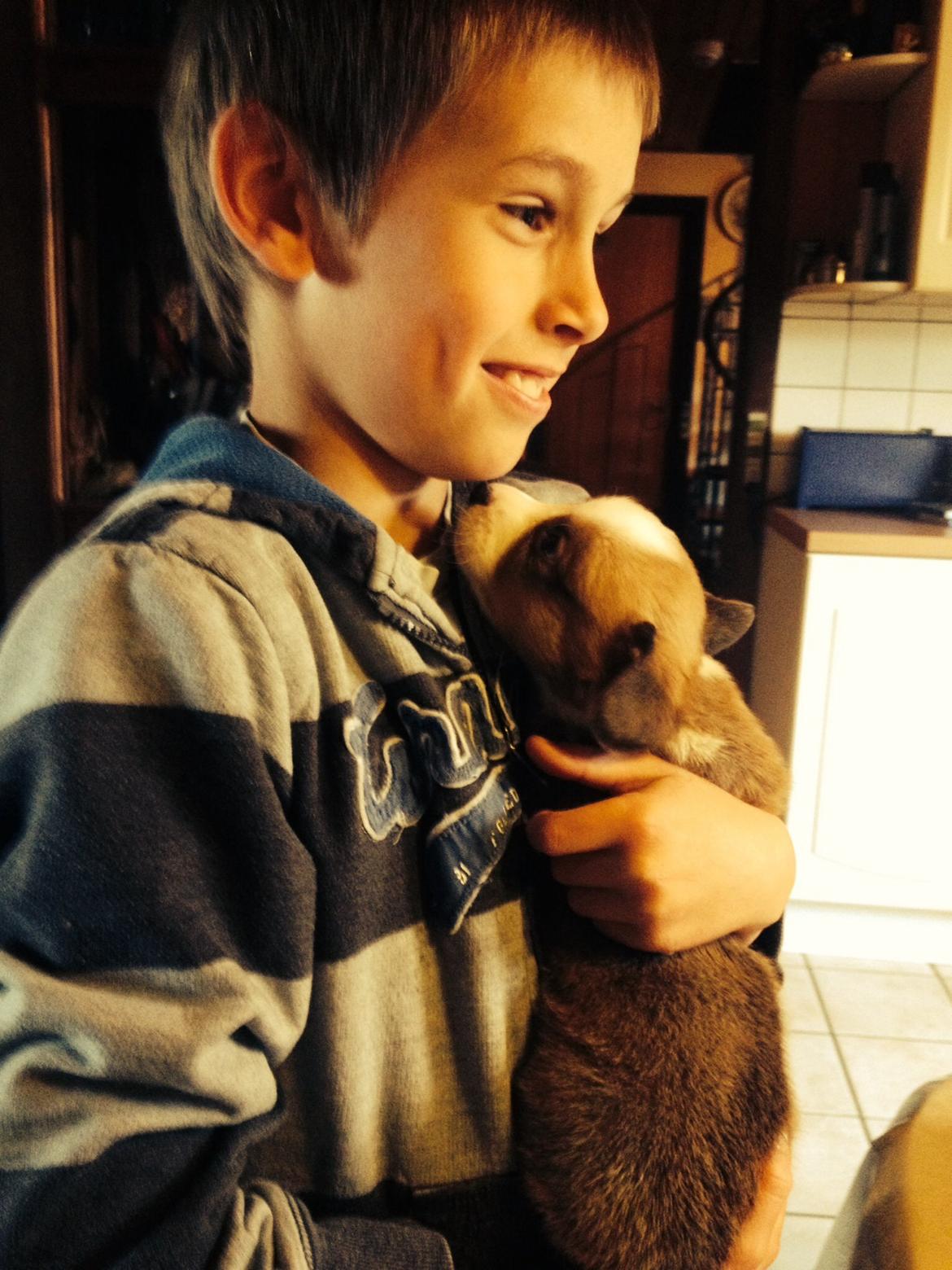 Welsh corgi cardigan Martin billede 4