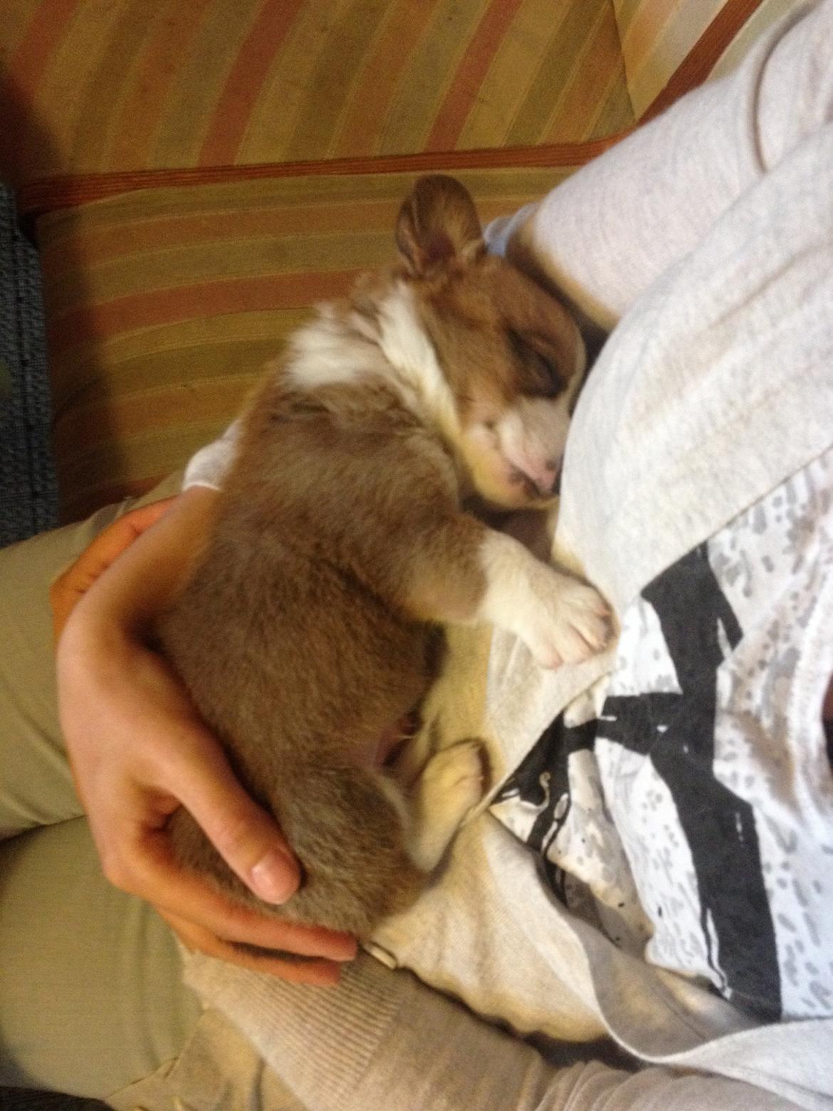 Welsh corgi cardigan Martin billede 5