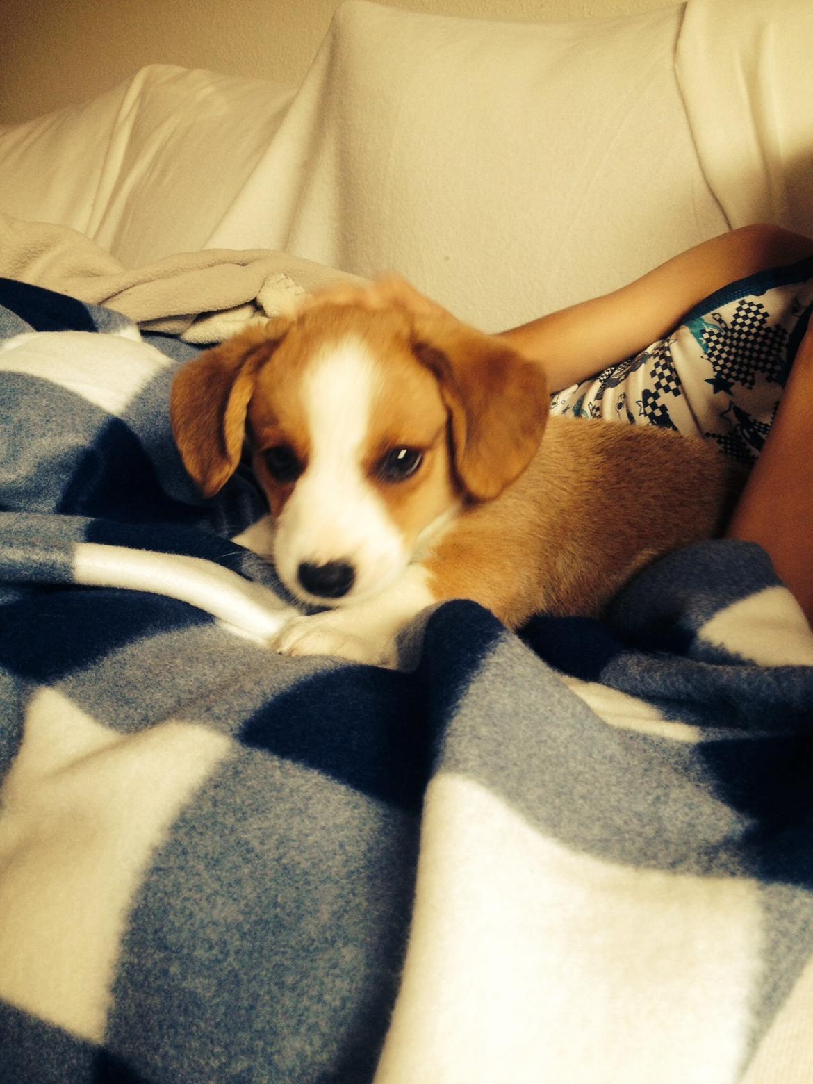 Welsh corgi cardigan Martin billede 6