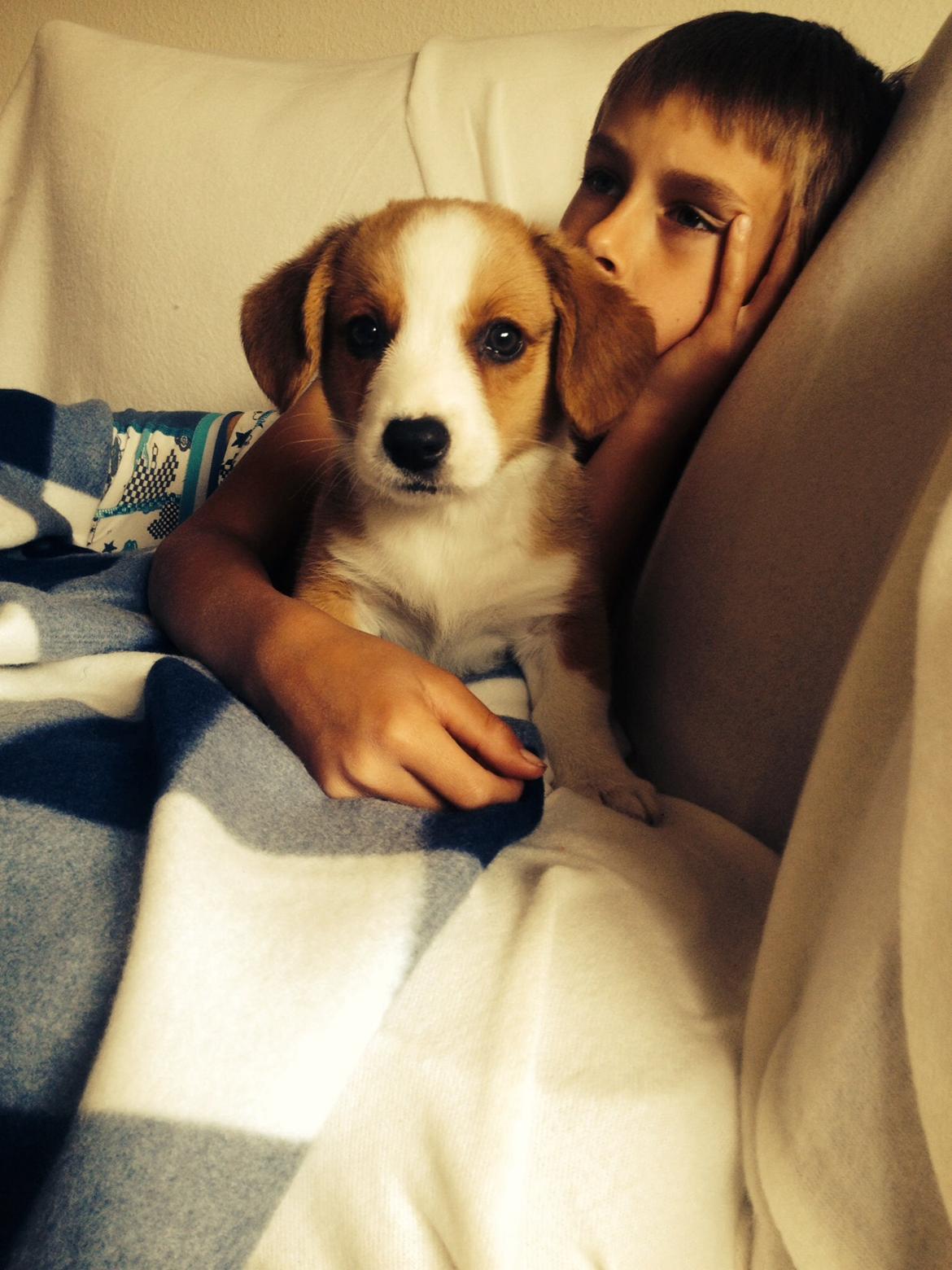 Welsh corgi cardigan Martin billede 7