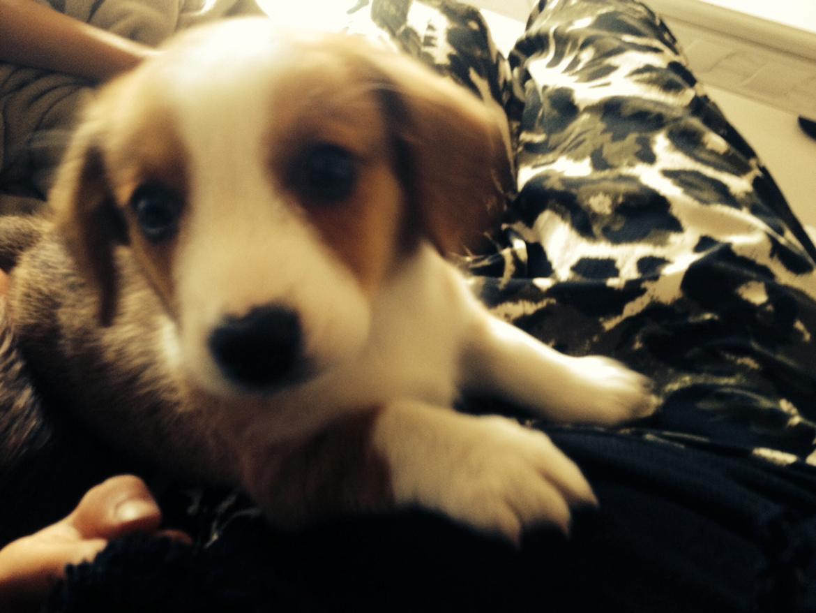 Welsh corgi cardigan Martin billede 8