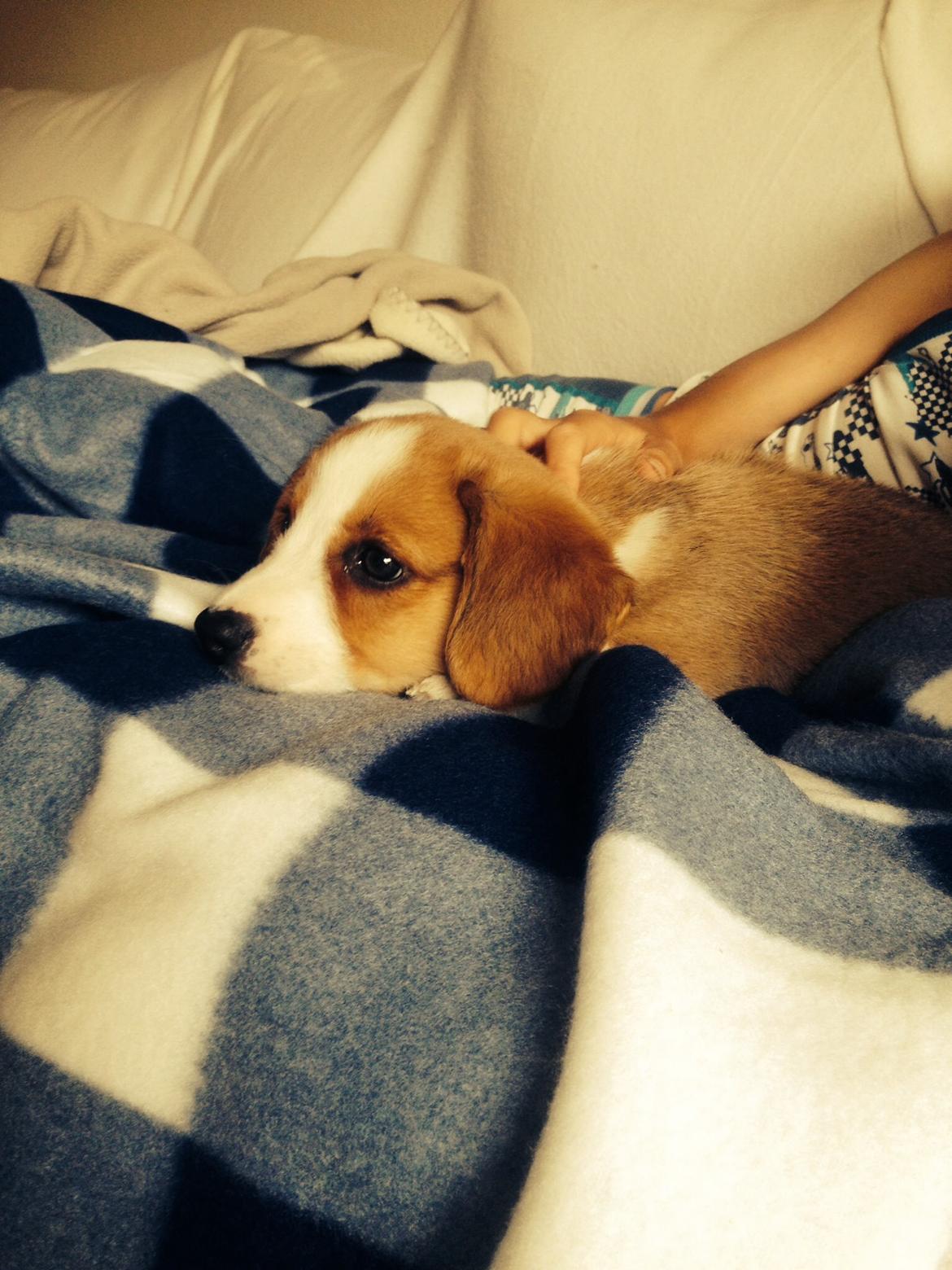 Welsh corgi cardigan Martin billede 9