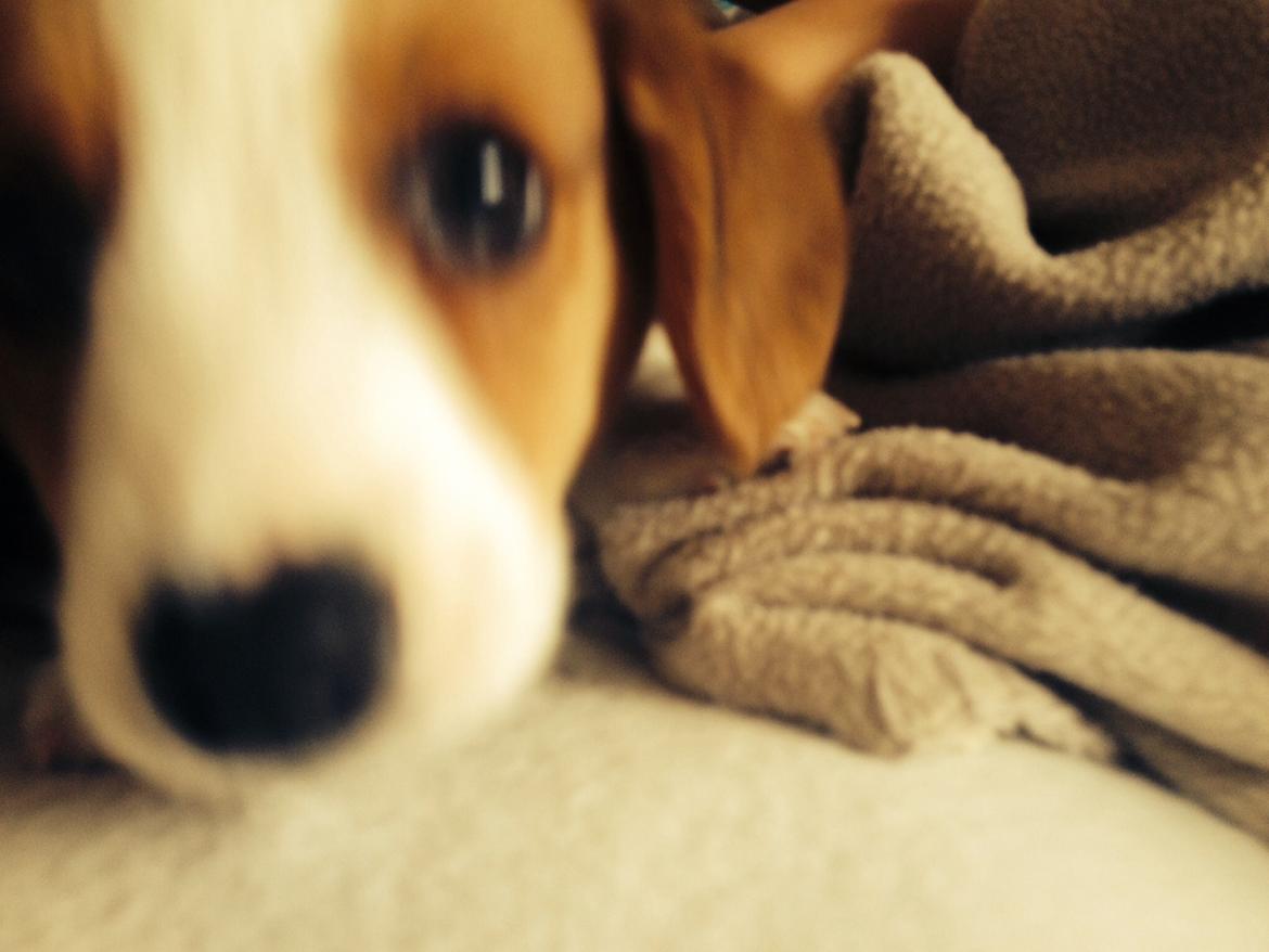 Welsh corgi cardigan Martin billede 10