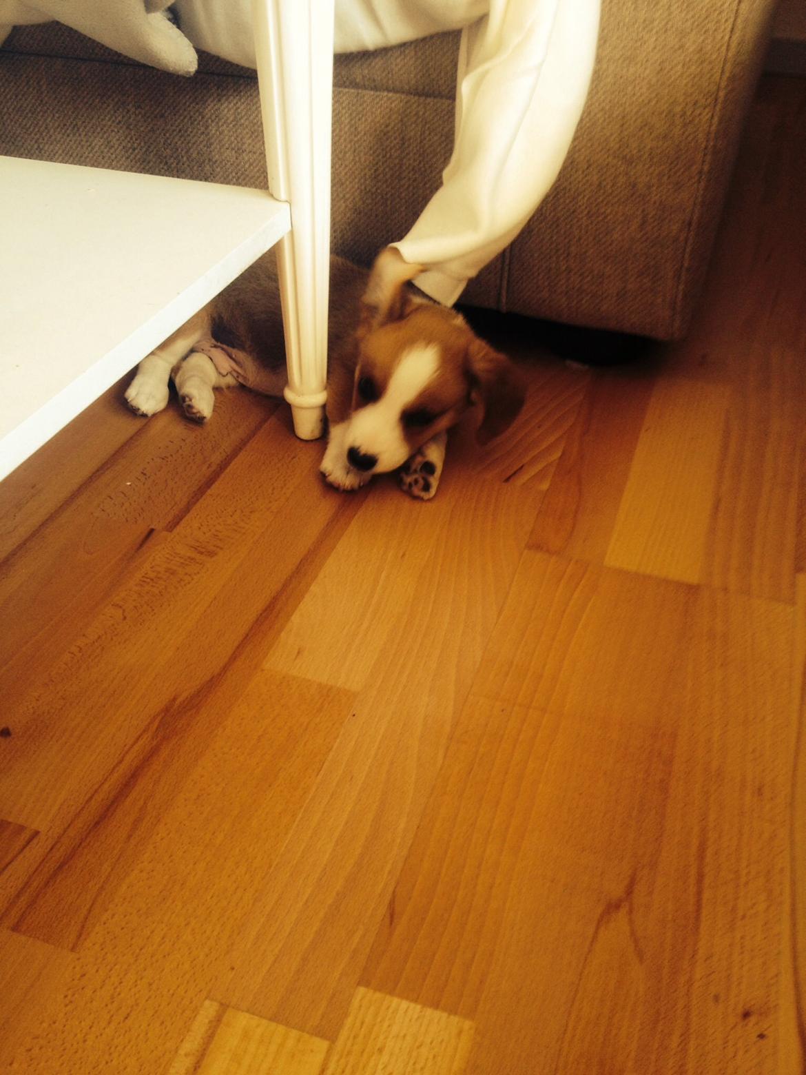 Welsh corgi cardigan Martin billede 11