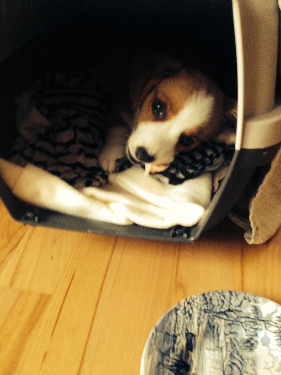 Welsh corgi cardigan Martin billede 12