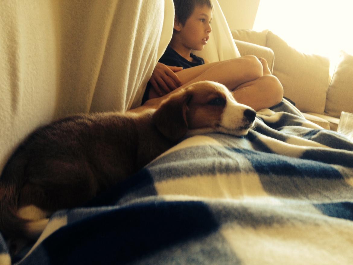 Welsh corgi cardigan Martin billede 13