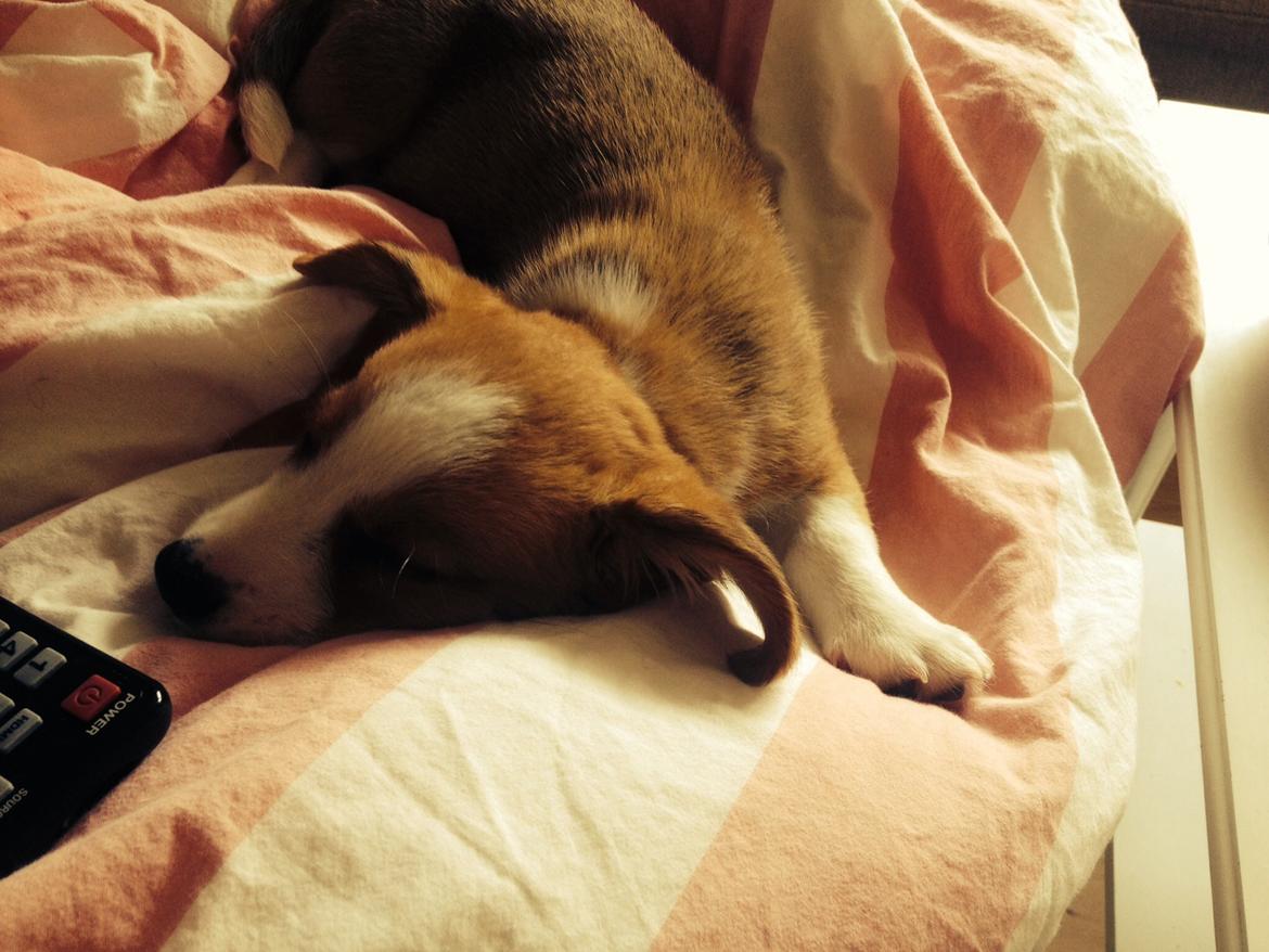 Welsh corgi cardigan Martin billede 14