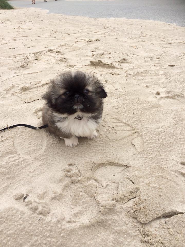 Pekingeser Karlsson - D. 24/5-14 dagen hvor vi hentede ham hjem <3 billedet er fra straden i Løkken :) <3 billede 4