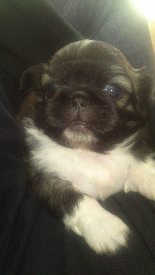 Pekingeser Karlsson - Karlsson 3 uger gammel. - det første billede jeg tog af ham <3 billede 2