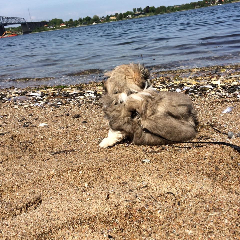 Pekingeser Karlsson - "Livet er et puslespil der skal samles, nogle brikker bliver væk undervejs, mens andre altid er til at finde.
 billede 14