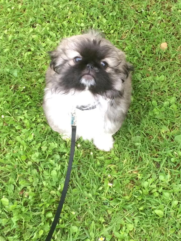 Pekingeser Karlsson - så lydig - kun 11 uger gammel :) billede 6