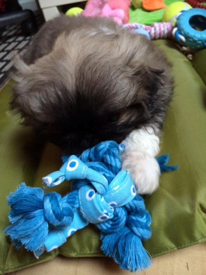 Pekingeser Karlsson billede 13