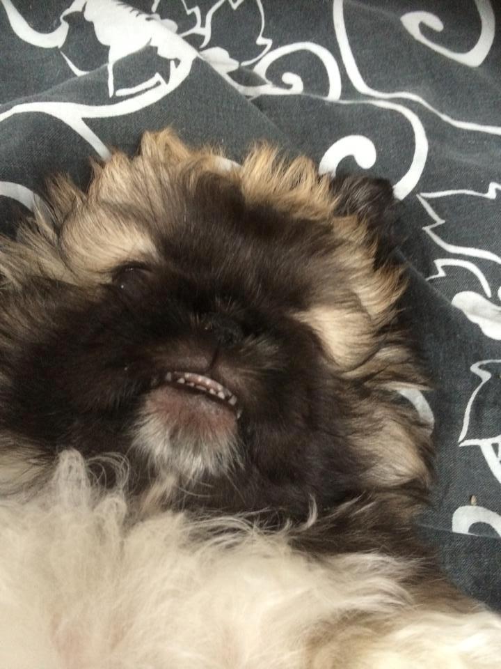 Pekingeser Karlsson - arw <3 billede 7