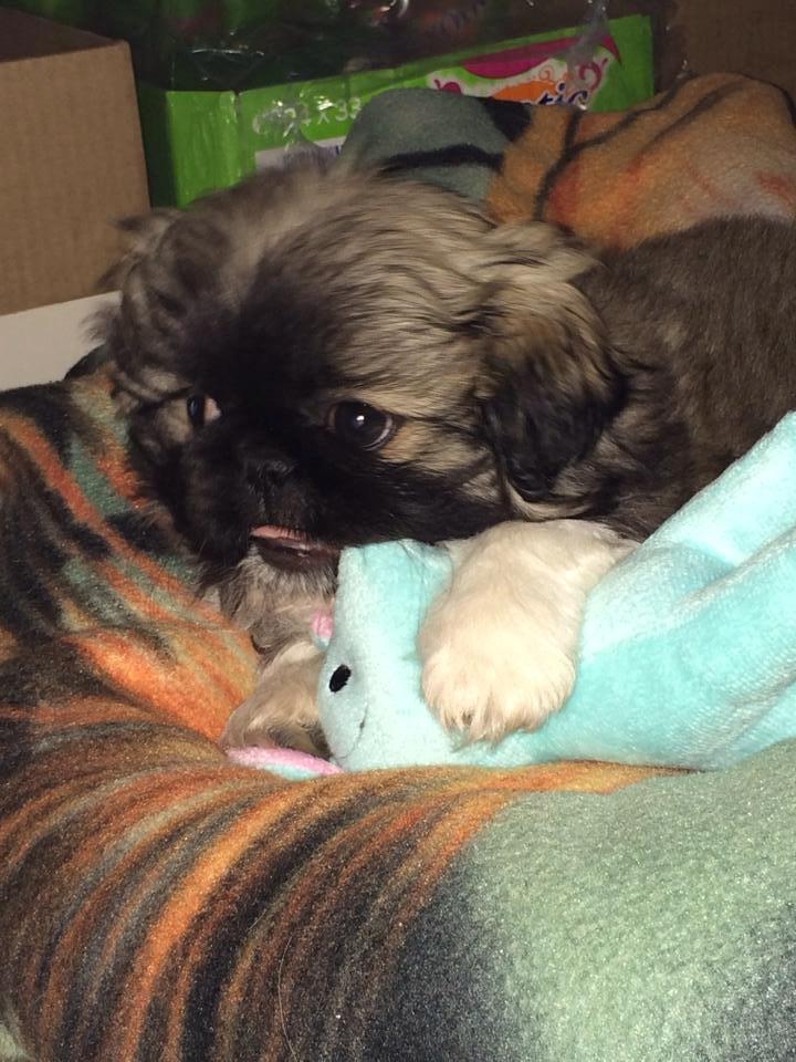 Pekingeser Karlsson - Han er en sej lille fyr, 5 minutter pev han efter mor og søskende og sin har der intet været:) billede 8