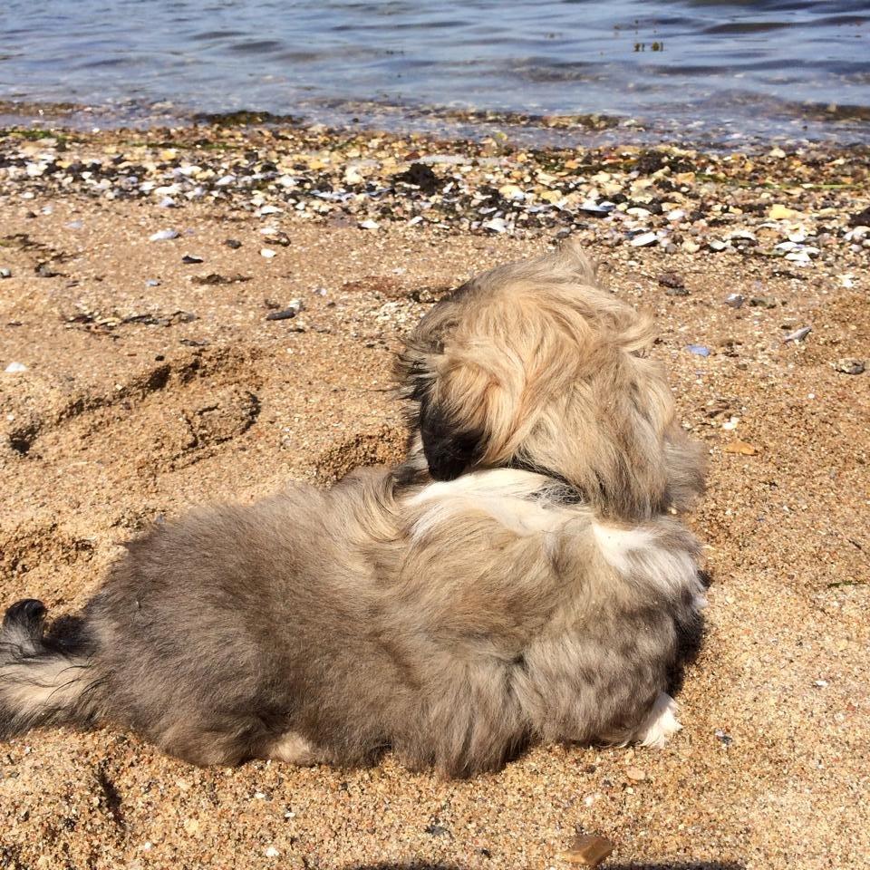 Pekingeser Karlsson - „Skønhed findes i det slørede perspektiv af verden Der hvor alt uskarpt er til fri fortolkning“
 billede 9