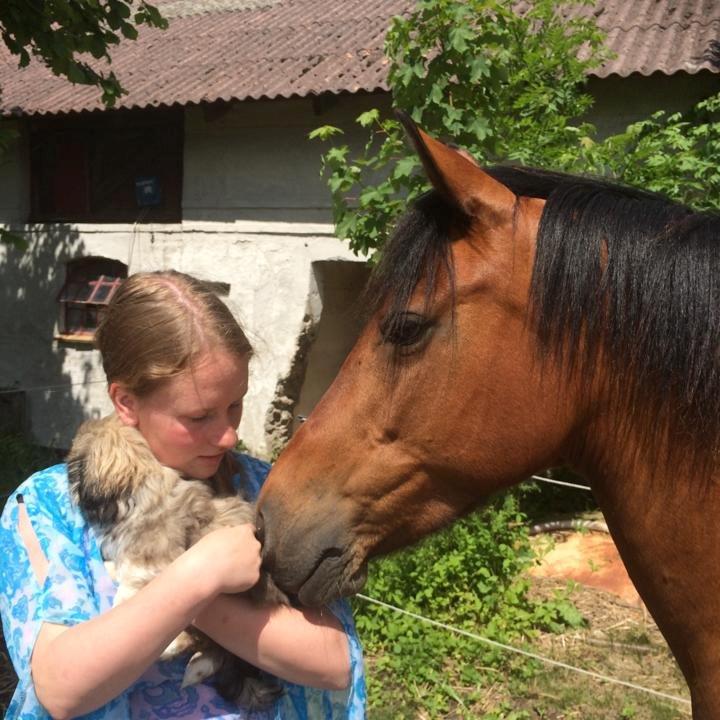 Pekingeser Karlsson - Lille Star, Karlsson & jeg.. Mit liv er perfekt!<3  billede 1