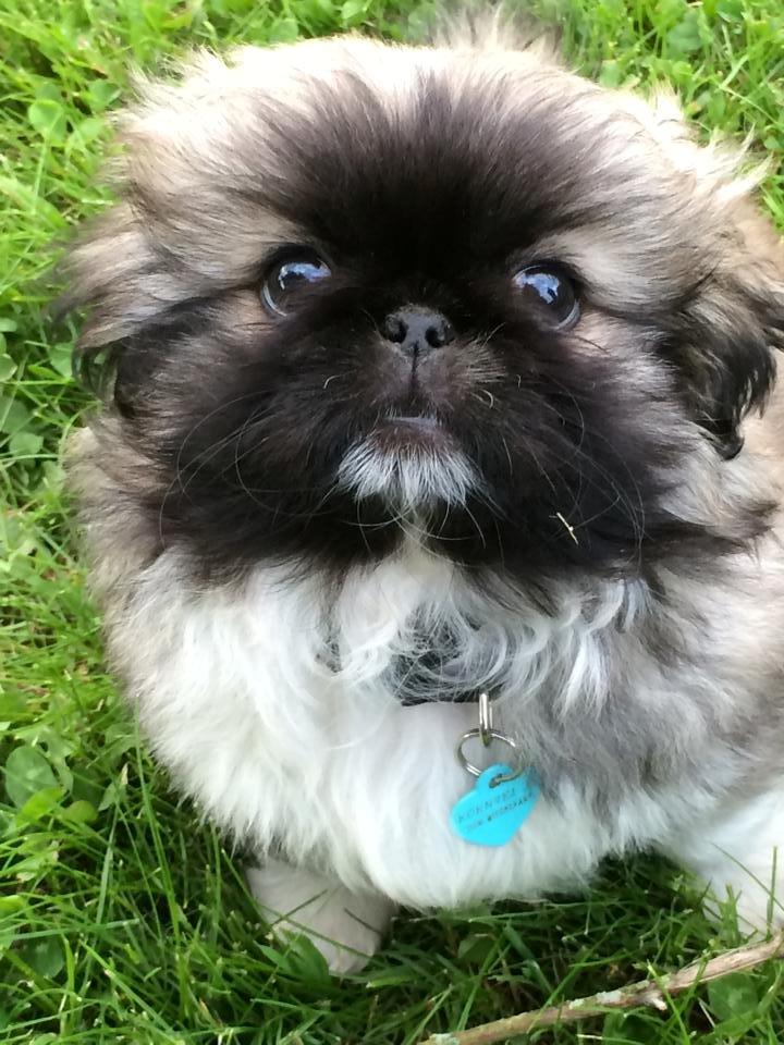 Pekingeser Karlsson - Min bedste ven er den, der bringer det bedste frem i mig
 billede 11