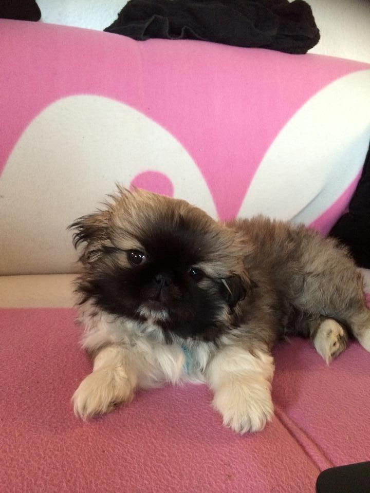 Pekingeser Karlsson - En ven er én der ved hvem du er, forstår hvor du kommer fra, accepterer hvem du er blevet, og alligevel, nænsomt lader dig vokse
 billede 12