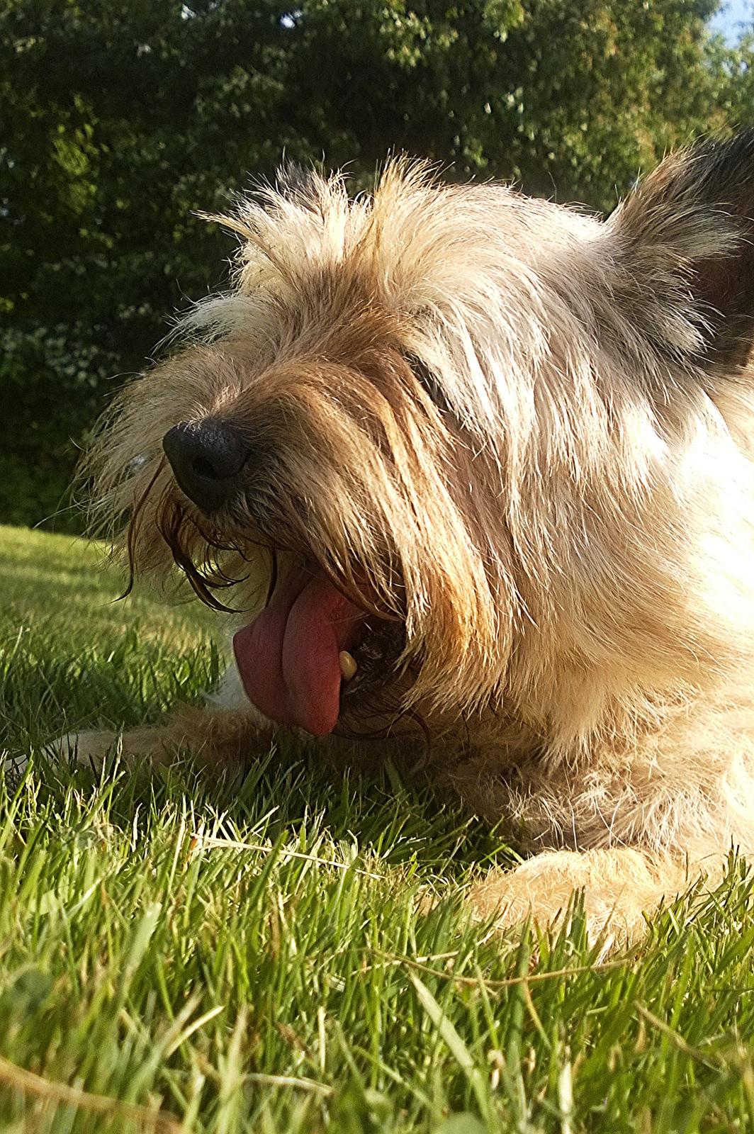 Cairn terrier Ebbe - 08.06.2014, en grimasse der  kan passe? billede 38