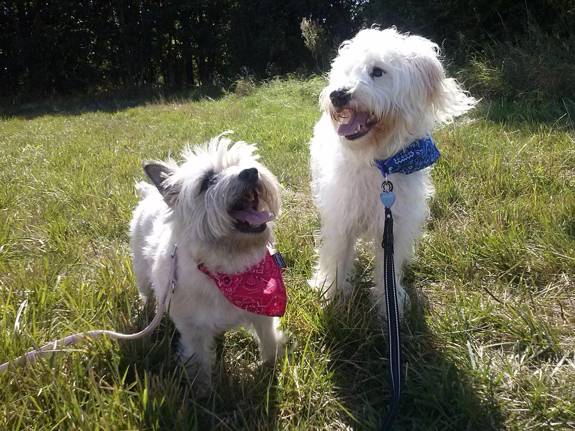 Blanding af racer Carlos billede 2