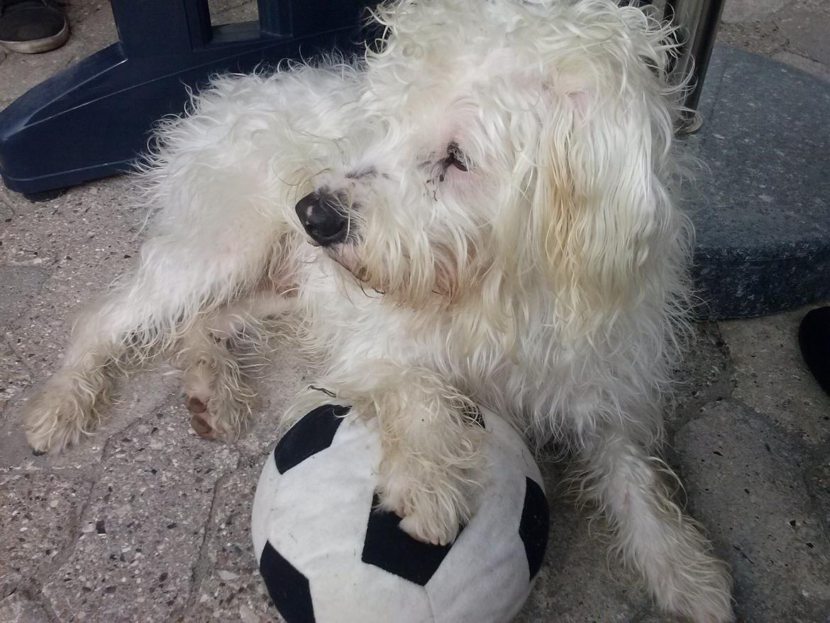 Blanding af racer Carlos billede 1