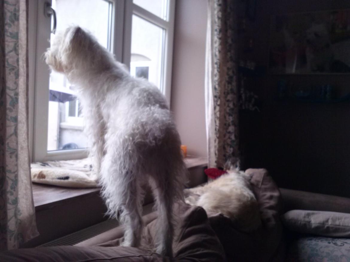 Blanding af racer Carlos billede 4