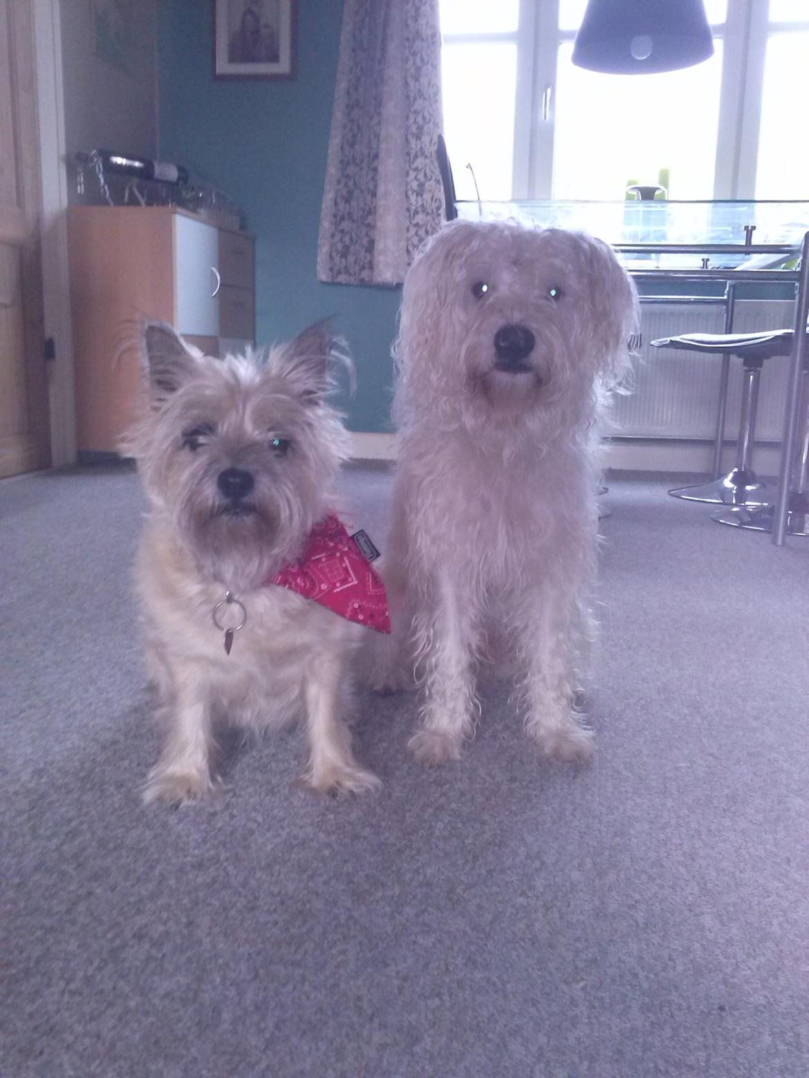 Blanding af racer Carlos billede 5