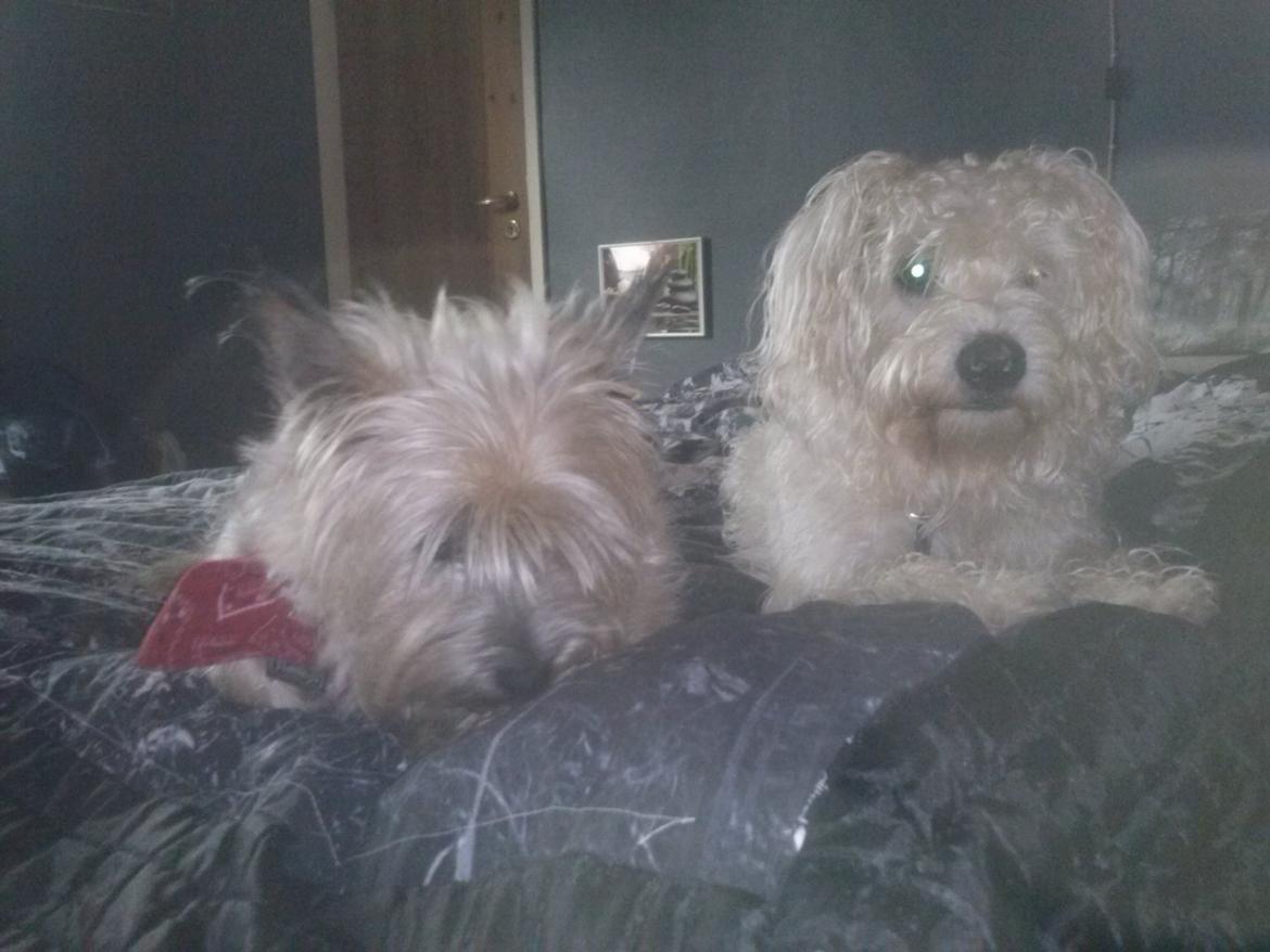 Blanding af racer Carlos billede 6