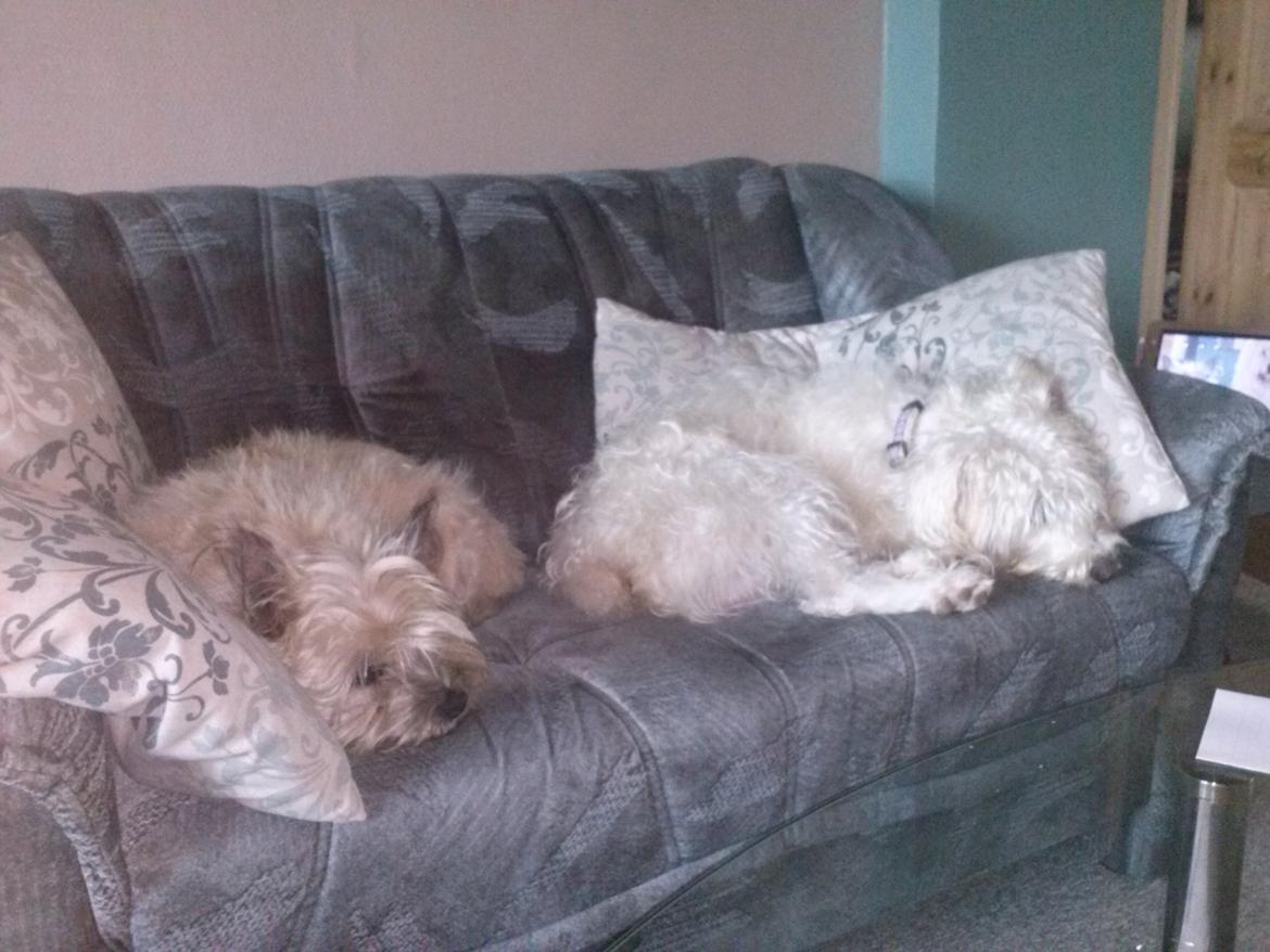 Blanding af racer Carlos billede 7