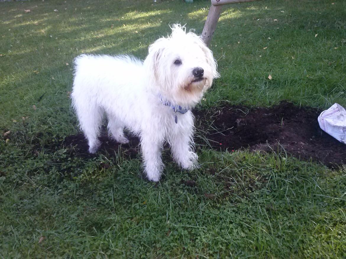 Blanding af racer Carlos billede 3