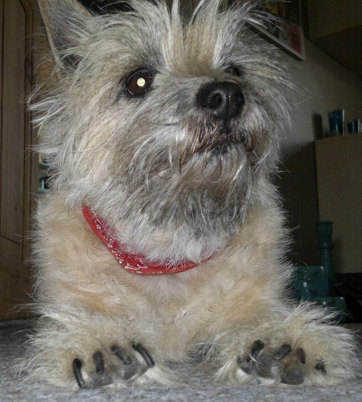 Cairn terrier Nanna billede 1