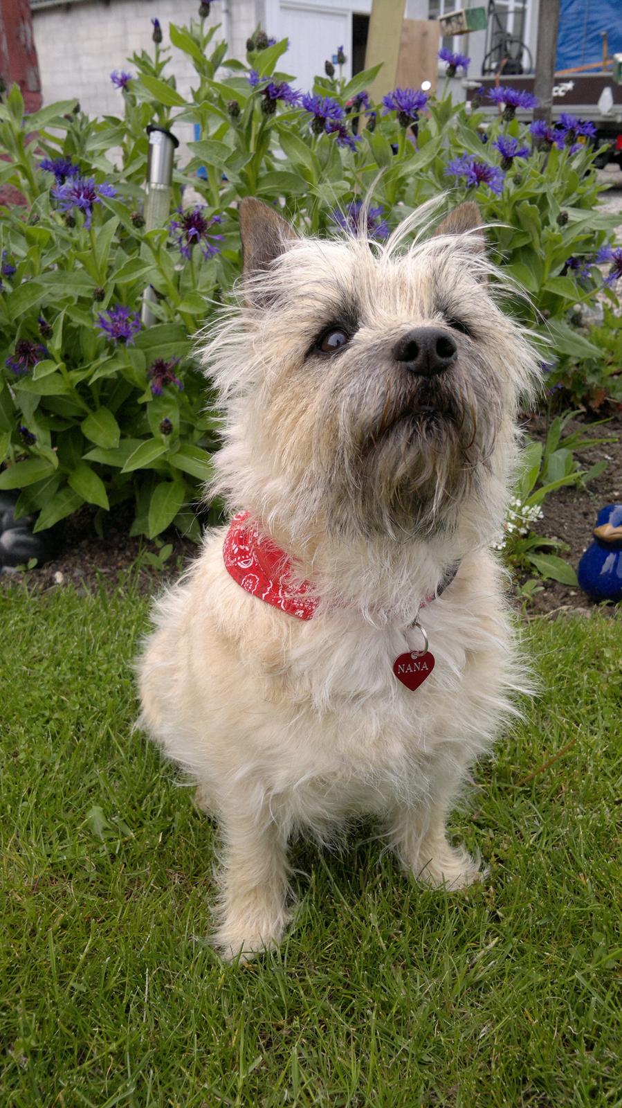 Cairn terrier Nanna billede 2