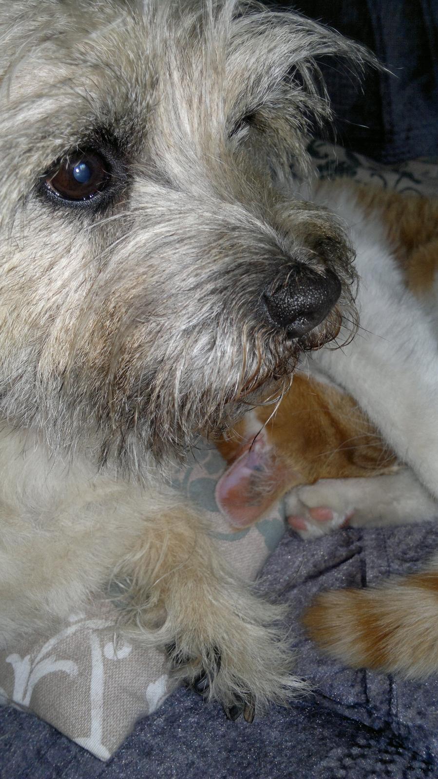 Cairn terrier Nanna billede 7