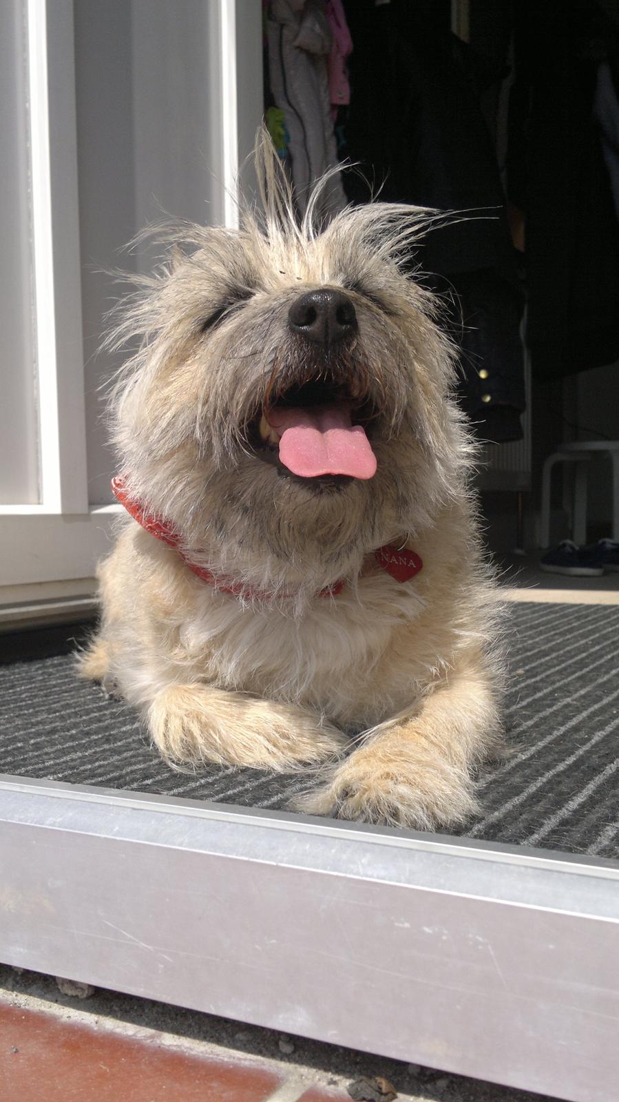 Cairn terrier Nanna billede 9