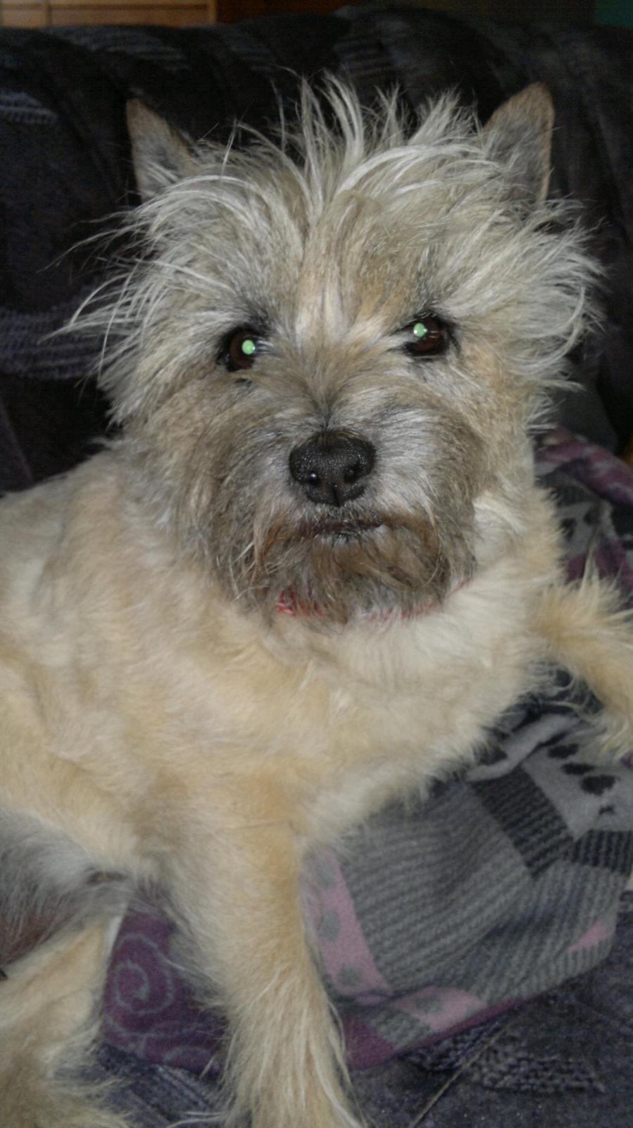 Cairn terrier Nanna billede 10