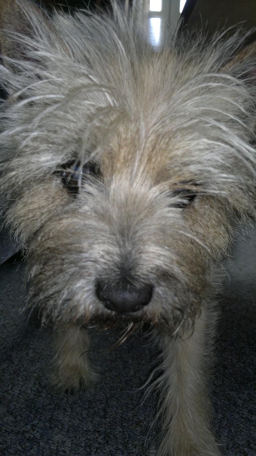 Cairn terrier Nanna billede 11