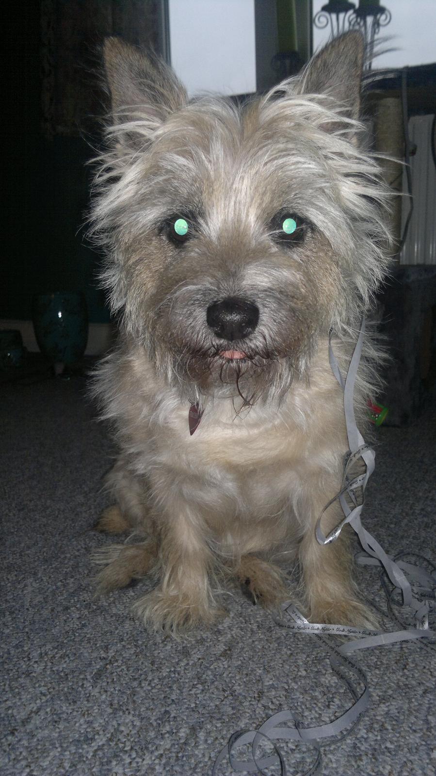 Cairn terrier Nanna billede 12
